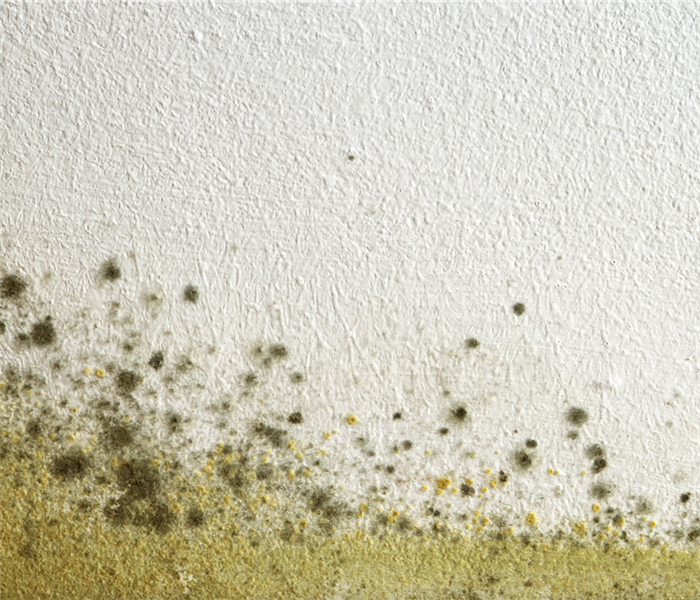 Mold growing in a white wall.